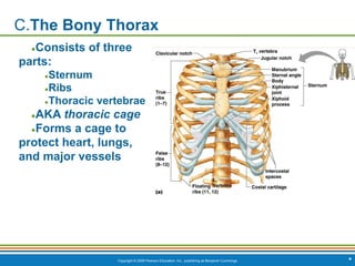 Copyright © 2009 Pearson Education, Inc., publishing as Benjamin Cummings *
C.The Bony Thorax
●Consists of three
parts:
●Sternum
●Ribs
●Thoracic vertebrae
●AKA thoracic cage
●Forms a cage to
protect heart, lungs,
and major vessels
 