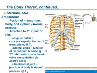 Copyright © 2009 Pearson Education, Inc., publishing as Benjamin Cummings *
The Bony Thorax, continued…
4.Sternum, AKA
breastbone
●Fusion of manubrium,
body, and xiphoid (sword)
process
●Attached to 1st
7 pair of
ribs
●Jugular notch –
concave superior border of
manubrium; @ T3
●Sternal angle – junction
of manubrium & body; @
2nd
intercostal space (heart
valve auscaultation @
heart’s apex)
●Xiphisternal joint –
junction of body & xiphoid
process; @ T
 