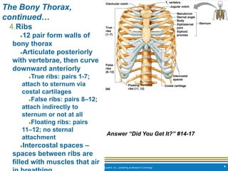 Copyright © 2009 Pearson Education, Inc., publishing as Benjamin Cummings *
The Bony Thorax,
continued…
4.Ribs
●12 pair form walls of
bony thorax
●Articulate posteriorly
with vertebrae, then curve
downward anteriorly
●True ribs: pairs 1-7;
attach to sternum via
costal cartilages
●False ribs: pairs 8–12;
attach indirectly to
sternum or not at all
●Floating ribs: pairs
11–12; no sternal
attachment
●Intercostal spaces –
spaces between ribs are
filled with muscles that air
Answer “Did You Get It?” #14-17
 