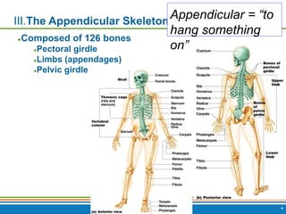 Copyright © 2009 Pearson Education, Inc., publishing as Benjamin Cummings *
III.The Appendicular Skeleton
●Composed of 126 bones
●Pectoral girdle
●Limbs (appendages)
●Pelvic girdle
Appendicular = “to
hang something
on”
 