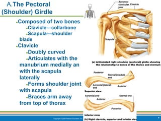 Copyright © 2009 Pearson Education, Inc., publishing as Benjamin Cummings *
A.The Pectoral
(Shoulder) Girdle
●Composed of two bones
●Clavicle—collarbone
●Scapula—shoulder
blade
●Clavicle
●Doubly curved
●Articulates with the
manubrium medially an
with the scapula
laterally
●Forms shoulder joint
with scapula
●Braces arm away
from top of thorax
 