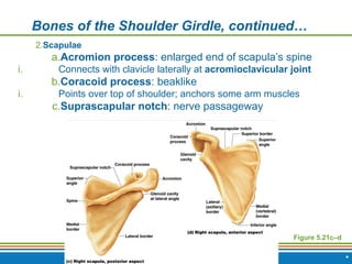 Copyright © 2009 Pearson Education, Inc., publishing as Benjamin Cummings *
Bones of the Shoulder Girdle, continued…
Figure 5.21c–d
2.Scapulae
a.Acromion process: enlarged end of scapula’s spine
i. Connects with clavicle laterally at acromioclavicular joint
b.Coracoid process: beaklike
i. Points over top of shoulder; anchors some arm muscles
c.Suprascapular notch: nerve passageway
 