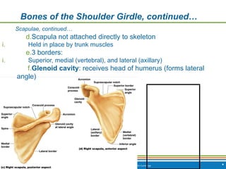 Copyright © 2009 Pearson Education, Inc., publishing as Benjamin Cummings *
Bones of the Shoulder Girdle, continued…
Scapulae, continued…
d.Scapula not attached directly to skeleton
i. Held in place by trunk muscles
e.3 borders:
i. Superior, medial (vertebral), and lateral (axillary)
f.Glenoid cavity: receives head of humerus (forms lateral
angle)
 