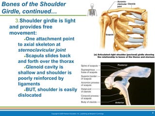 Copyright © 2009 Pearson Education, Inc., publishing as Benjamin Cummings *
Bones of the Shoulder
Girdle, continued…
3.Shoulder girdle is light
and provides free
movement:
●One attachment point
to axial skeleton at
sternoclavicular joint
●Scapula slides back
and forth over the thorax
●Glenoid cavity is
shallow and shoulder is
poorly reinforced by
ligaments
●BUT, shoulder is easily
dislocated
 