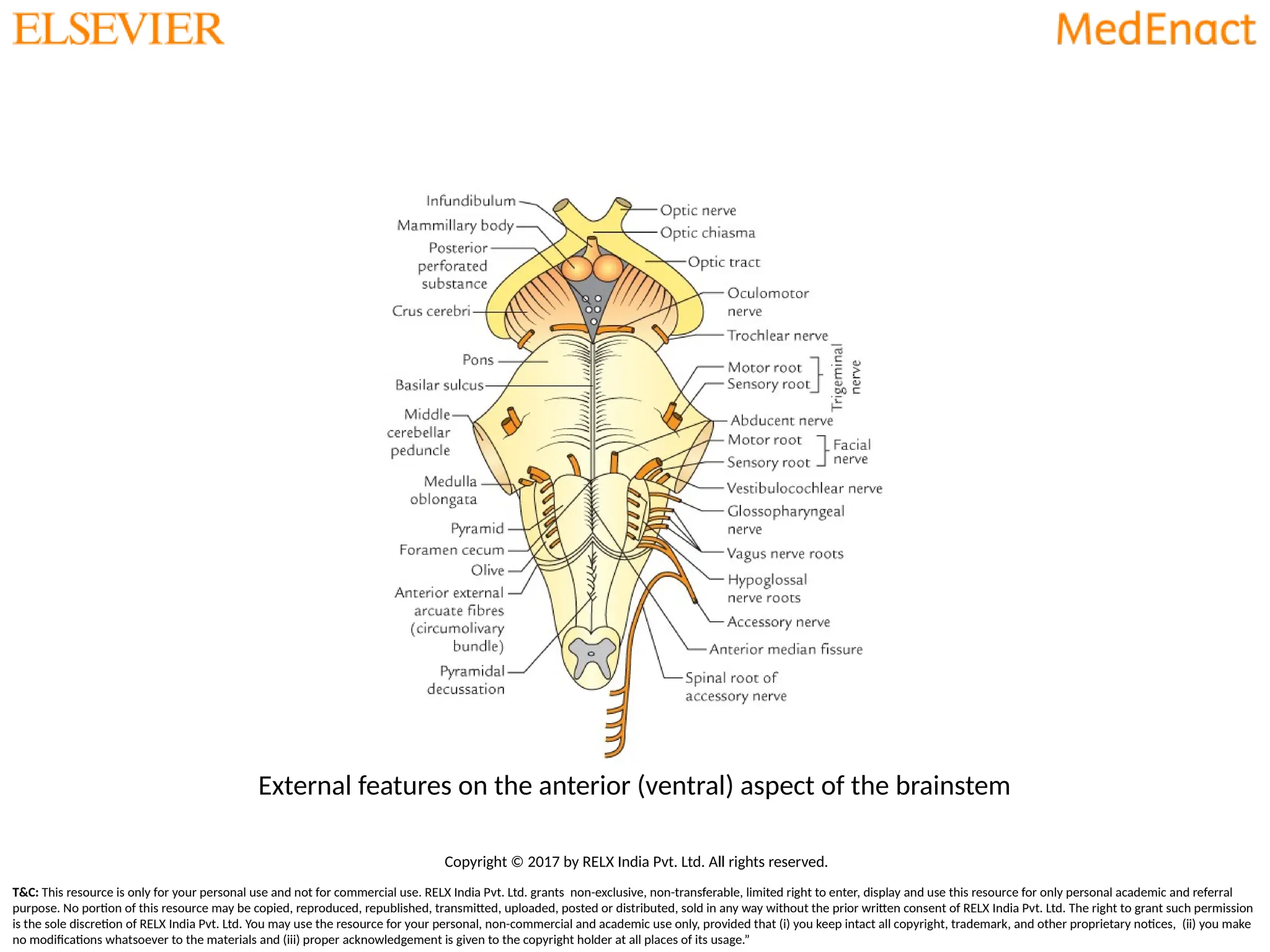 Mid brain pons and medulla ppt of neuroanatomy | PPTX