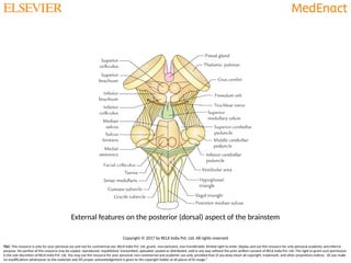 Mid brain pons and medulla ppt of neuroanatomy | PPTX