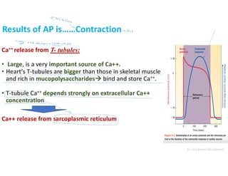 Ch.2.pdf cardiac muscle secrets and physiology | PDF