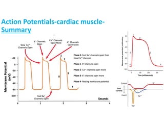 Ch.2.pdf cardiac muscle secrets and physiology | PDF