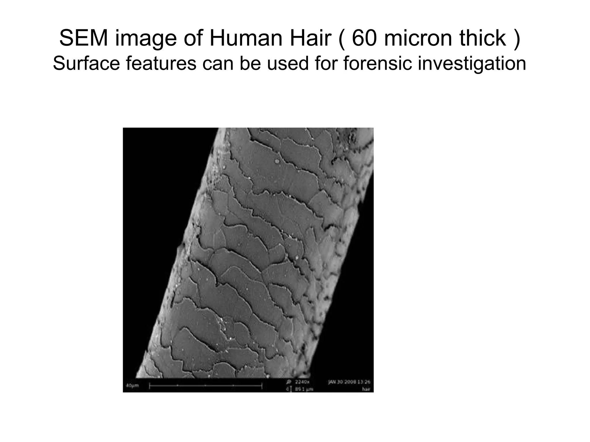 SEM image of Human Hair ( 60 micron thick )
Surface features can be used for forensic investigation
 