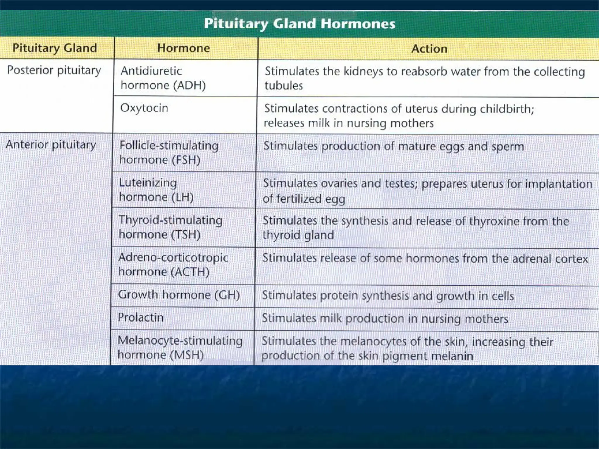Pituitary Gland Hormones
 