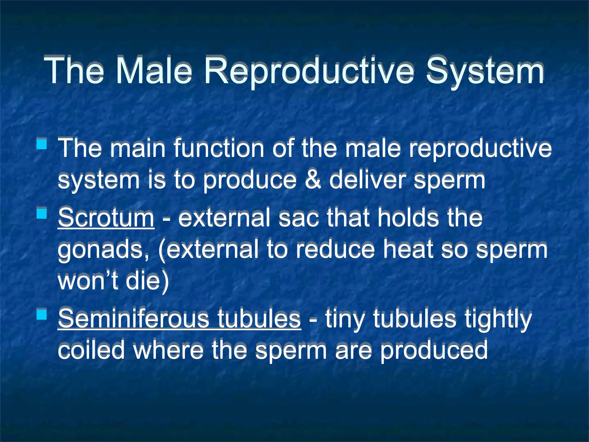 The Male Reproductive System
 The main function of the male reproductive
system is to produce & deliver sperm
 Scrotum - external sac that holds the
gonads, (external to reduce heat so sperm
won’t die)
 Seminiferous tubules - tiny tubules tightly
coiled where the sperm are produced
 