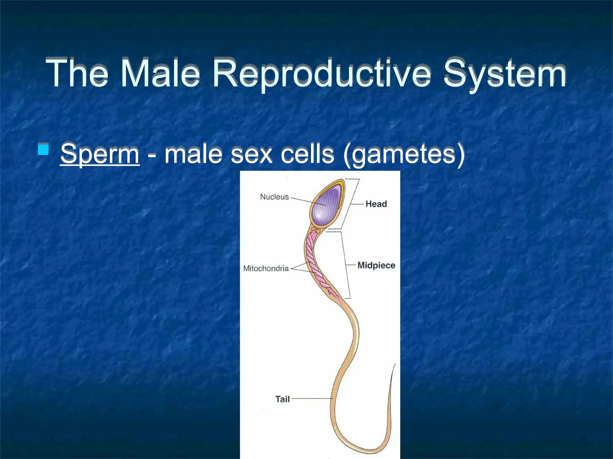 The Male Reproductive System
 Sperm - male sex cells (gametes)
 
