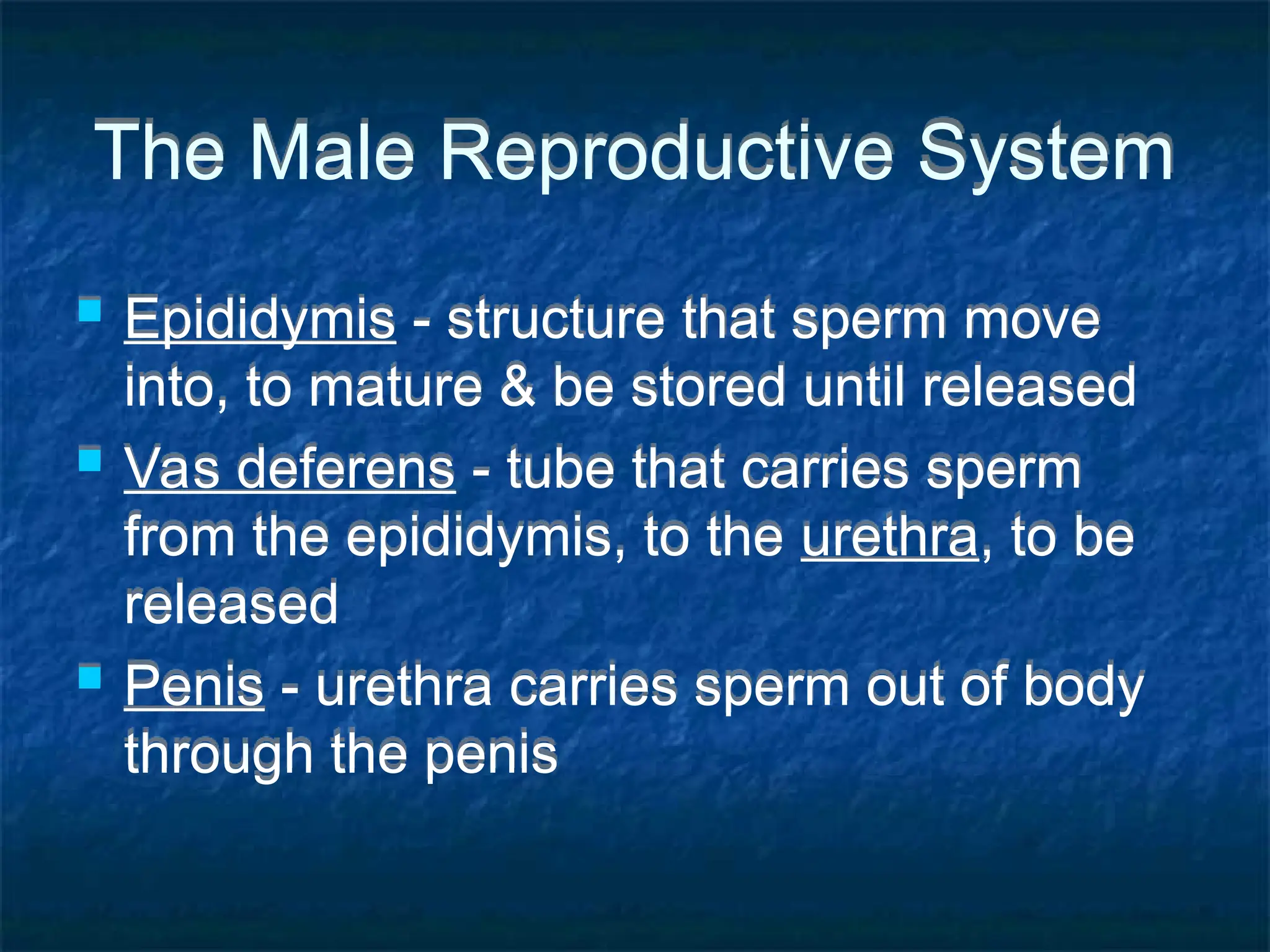 The Male Reproductive System
 Epididymis - structure that sperm move
into, to mature & be stored until released
 Vas deferens - tube that carries sperm
from the epididymis, to the urethra, to be
released
 Penis - urethra carries sperm out of body
through the penis
 