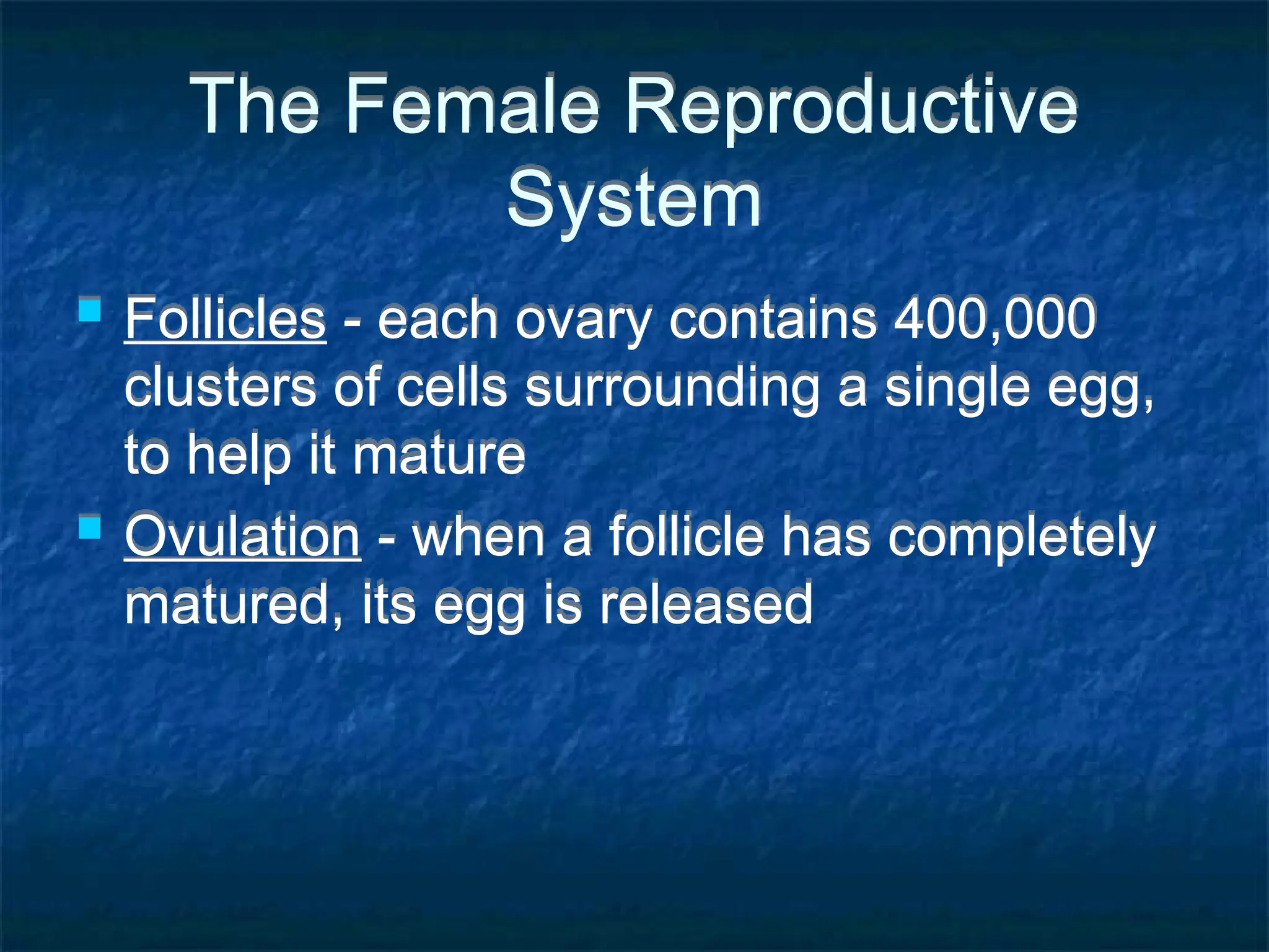 The Female Reproductive
System
 Follicles - each ovary contains 400,000
clusters of cells surrounding a single egg,
to help it mature
 Ovulation - when a follicle has completely
matured, its egg is released
 
