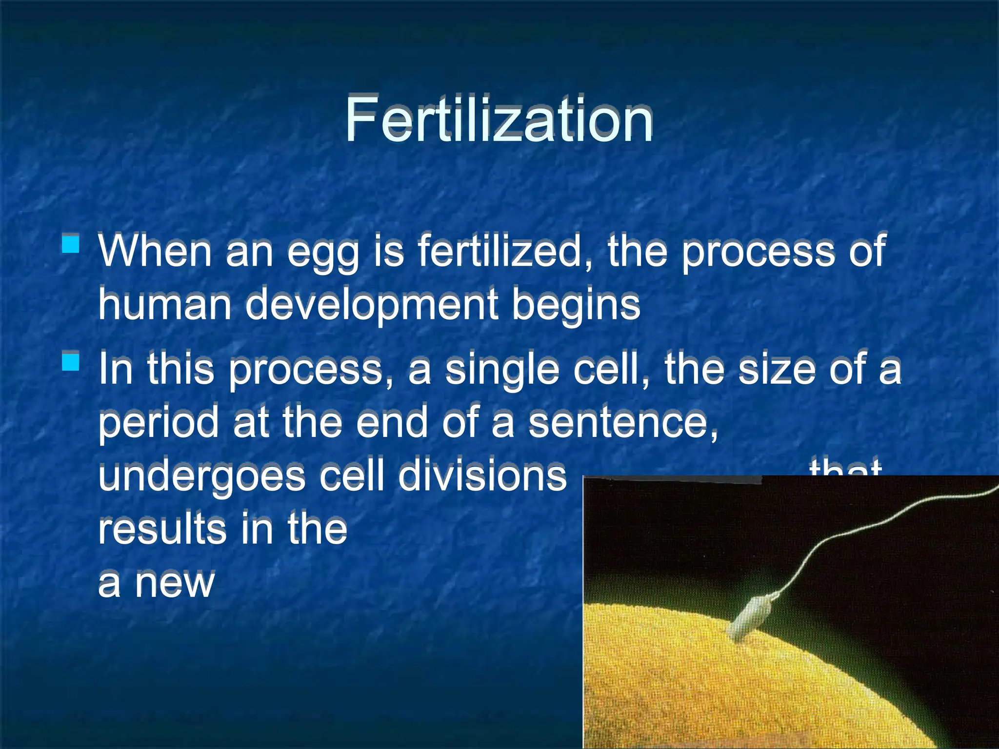 Fertilization
 When an egg is fertilized, the process of
human development begins
 In this process, a single cell, the size of a
period at the end of a sentence,
undergoes cell divisions that
results in the formation of
a new human being
 