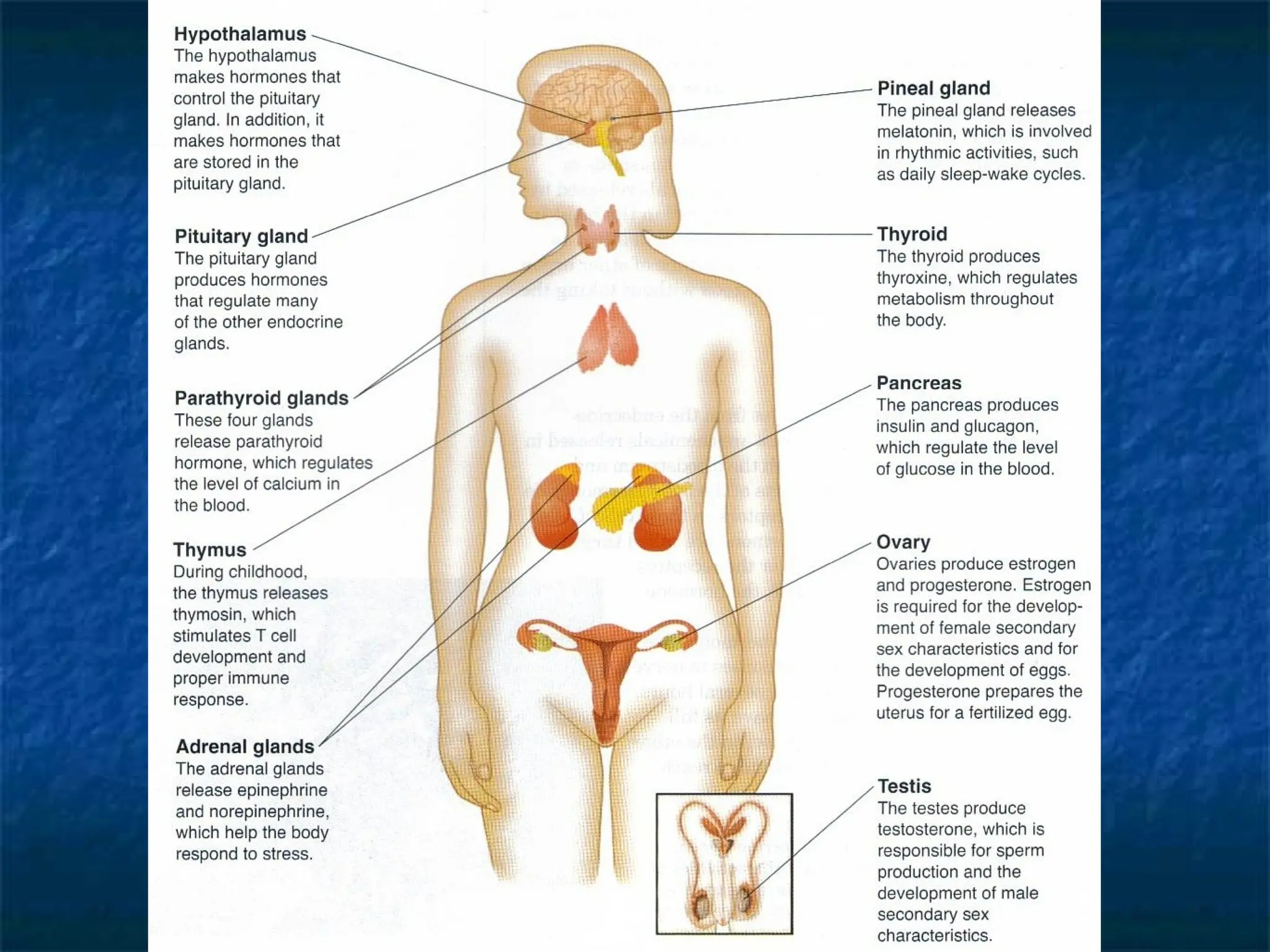 Major Endocrine Glands
 