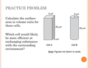 Ch. 4 Cells High School AP Biology Introduction | PPTX