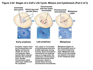 Astral Rays Chapter 4 - Cellular Processes in the Cell.ppt