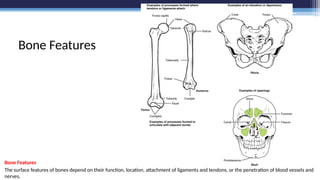 Specific Bone Features Ch._6_-_Osseous_Tissue___Bone_Structure.pptx