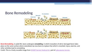 Ch._6_-_Osseous_Tissue___Bone_Structure.pptx