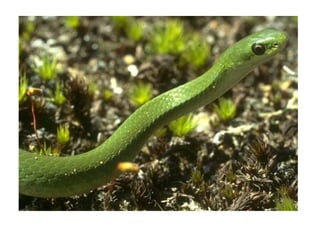 Smooth green snake - Wikipedia