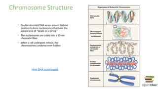 Comprehensive Overview of Cell Reproduction and Division Processes | PPTX