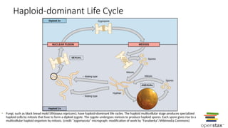 Comprehensive Overview of Meiosis and Sexual Selection Processes | PPTX