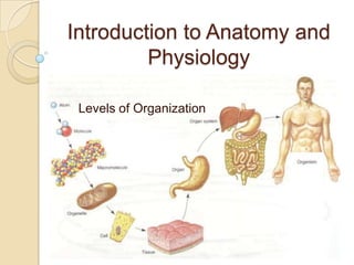 Introduction to Anatomy and
         Physiology

 Levels of Organization
 