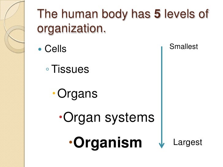Ch. 27 levels of organization