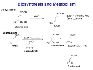 Comprehensive Overview of Amino Acid Neurotransmitters and Glutamate ...