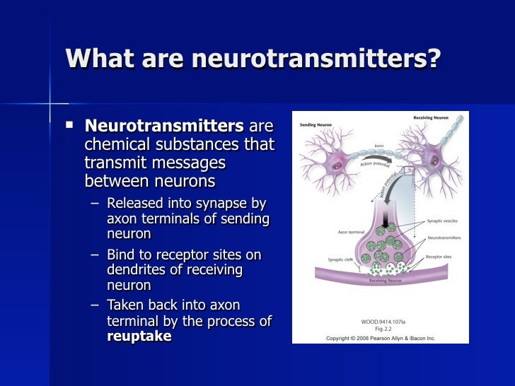 Ch. 2 biology and behavior.key