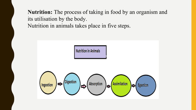 nutrition-in-animals-class-7-ch-2-ppt
