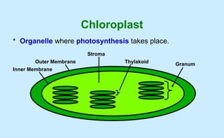 plant Morphology and anatomy ppt handout | PPTX