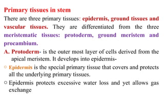 Protoderma plant Morphology and anatomy ppt handout | PPTX