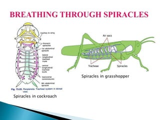 Ch 2 Reproduction in Animals | PPTX