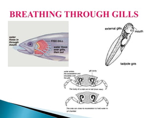 Gith Reproduction Ch 2 Reproduction in Animals | PPTX