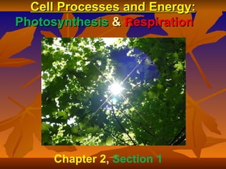 Cell Processes and Energy:
Photosynthesis & Respiration




      Chapter 2, Section 1
 