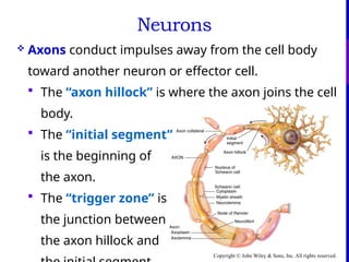 Nerve Physiology and Nervous system and its main parts | PPTX