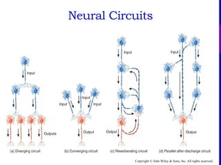 Nerve Physiology and Nervous system and its main parts | PPTX