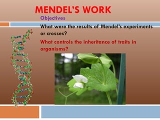 MENDEL’S WORK
Objectives
What were the results of Mendel’s experiments
or crosses?
What controls the inheritance of traits in
organisms?
 