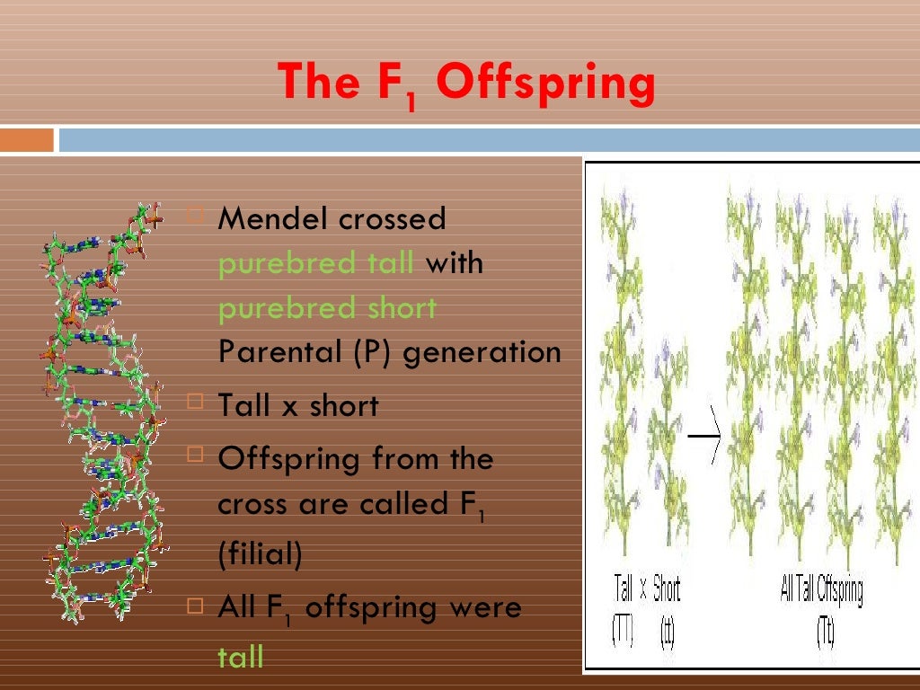 Ch.3,sec.1 mendel's work