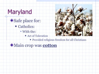 Maryland Safe place for: Catholics: With the: Act of Toleration Provided religious freedom for all Christians Main crop was cotton