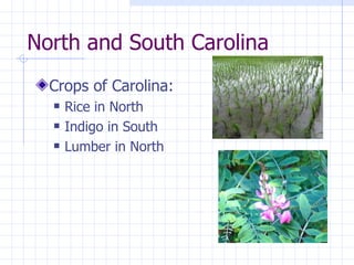 North and South Carolina Crops of Carolina: Rice in North Indigo in South Lumber in North