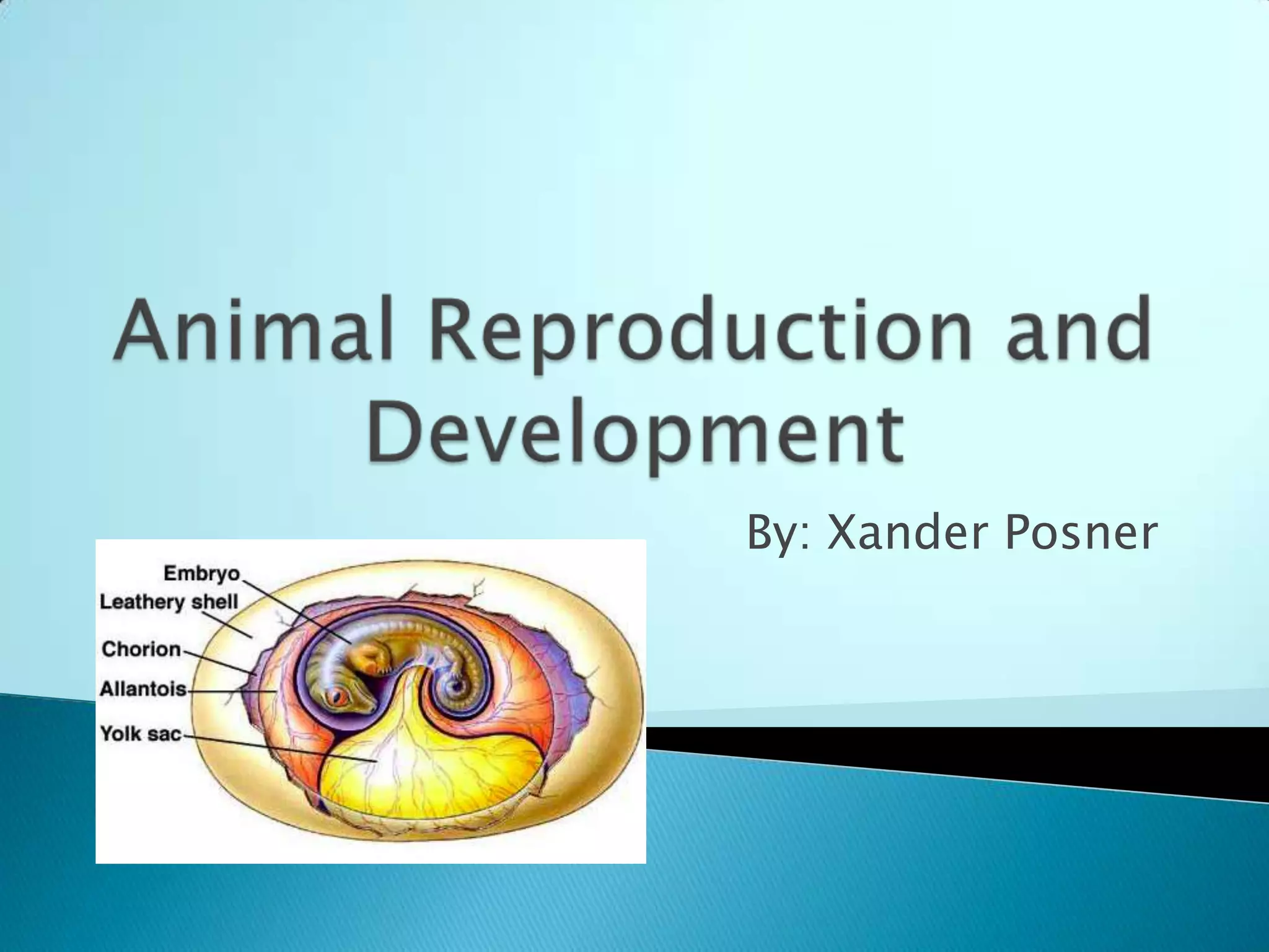 Animal Reproduction and DevelopmentBy: Xander Posner