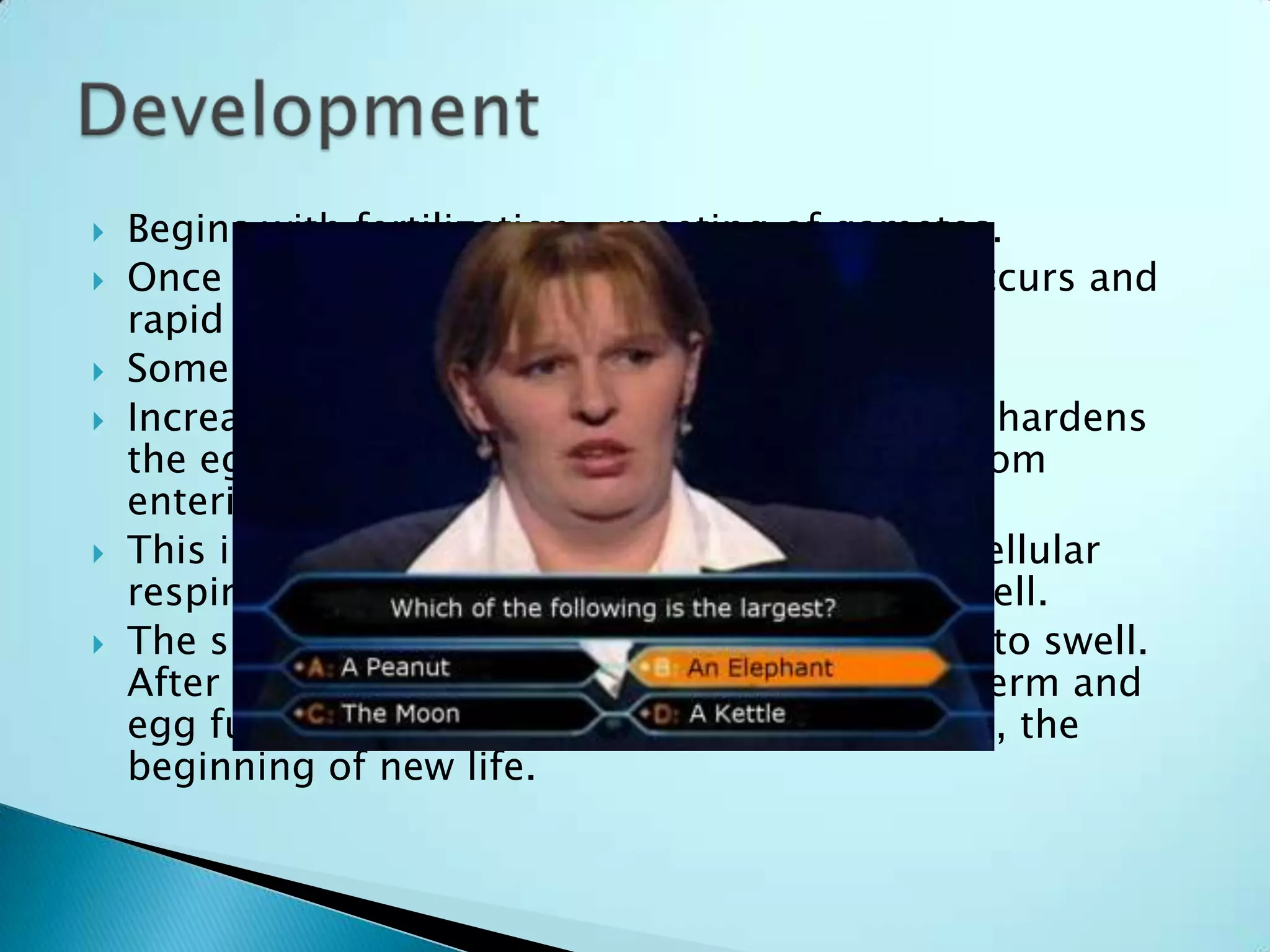 Begins with fertilization – meeting of gametes.Once egg is fertilized, activation of the egg occurs and rapid changes result. Some changes are:Increase in cytoplasmic Calcium (Ca2+), which hardens the egg lining, preventing additional sperm from entering.This increase in Ca2+ also increases rates of cellular respiration and protein synthesis by the egg cell.The sperm nucleus within the egg cell begins to swell. After about 20 minutes, the nucleus of the sperm and egg fuse, forming the diploid zygote and BAM, the beginning of new life.Development