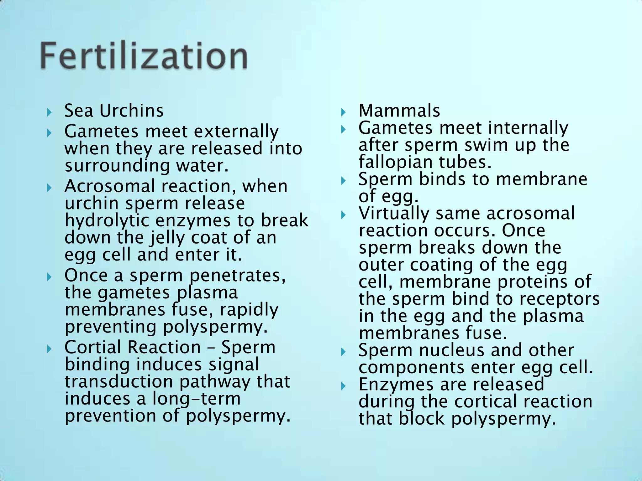 FertilizationSea UrchinsGametes meet externally when they are released into surrounding water.Acrosomal reaction, when urchin sperm release hydrolytic enzymes to break down the jelly coat of an egg cell and enter it.Once a sperm penetrates, the gametes plasma membranes fuse, rapidly preventing polyspermy.Cortial Reaction – Sperm binding induces signal transduction pathway that induces a long-term prevention of polyspermy.MammalsGametes meet internally after sperm swim up the fallopian tubes.Sperm binds to membrane of egg.Virtually same acrosomal reaction occurs. Once sperm breaks down the outer coating of the egg cell, membrane proteins of the sperm bind to receptors in the egg and the plasma membranes fuse.Sperm nucleus and other components enter egg cell.Enzymes are released during the cortical reaction that block polyspermy.