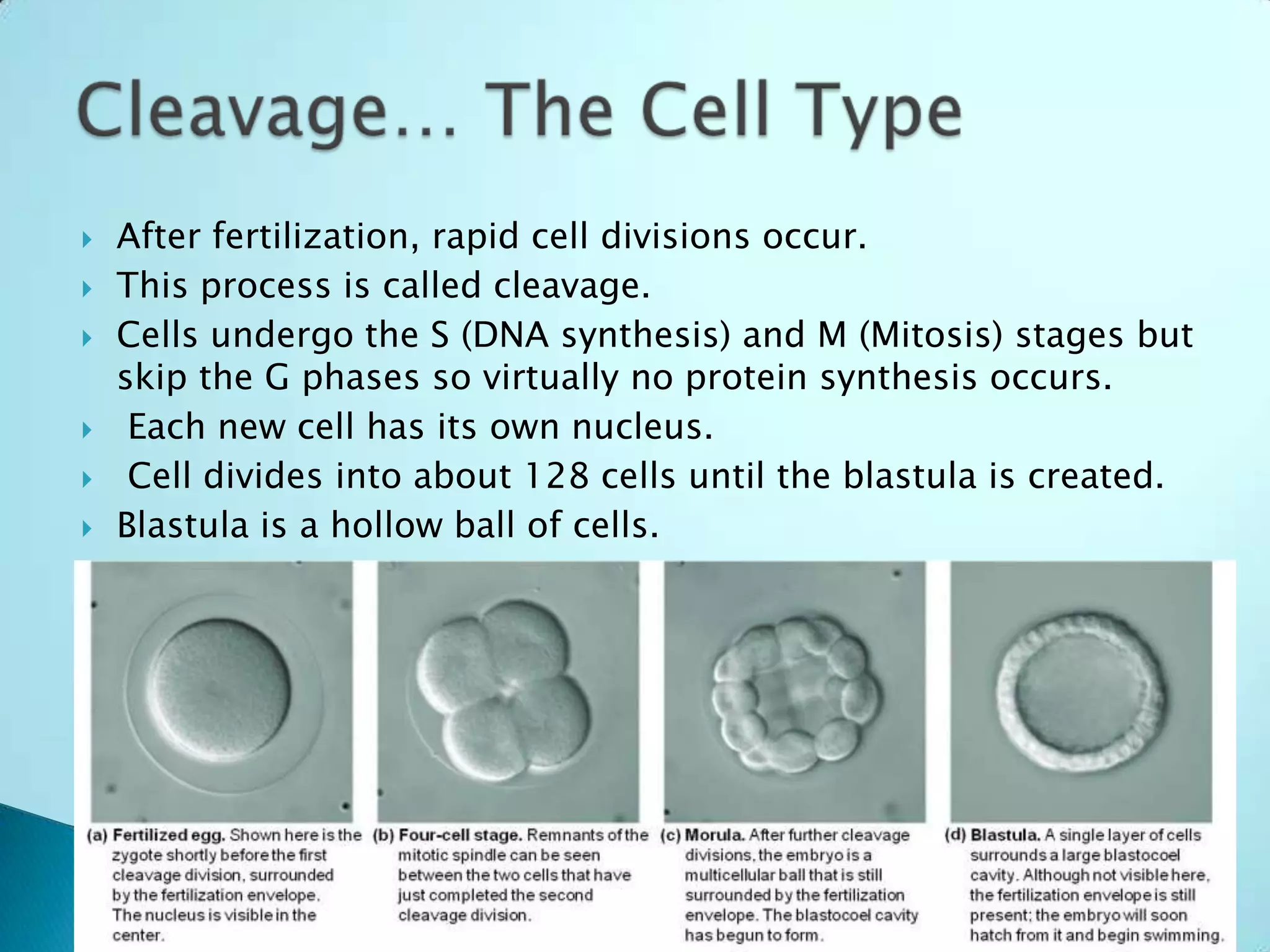 After fertilization, rapid cell divisions occur.This process is called cleavage.Cells undergo the S (DNA synthesis) and M (Mitosis) stages but skip the G phases so virtually no protein synthesis occurs. Each new cell has its own nucleus. Cell divides into about 128 cells until the blastula is created.Blastula is a hollow ball of cells.Cleavage… The Cell Type