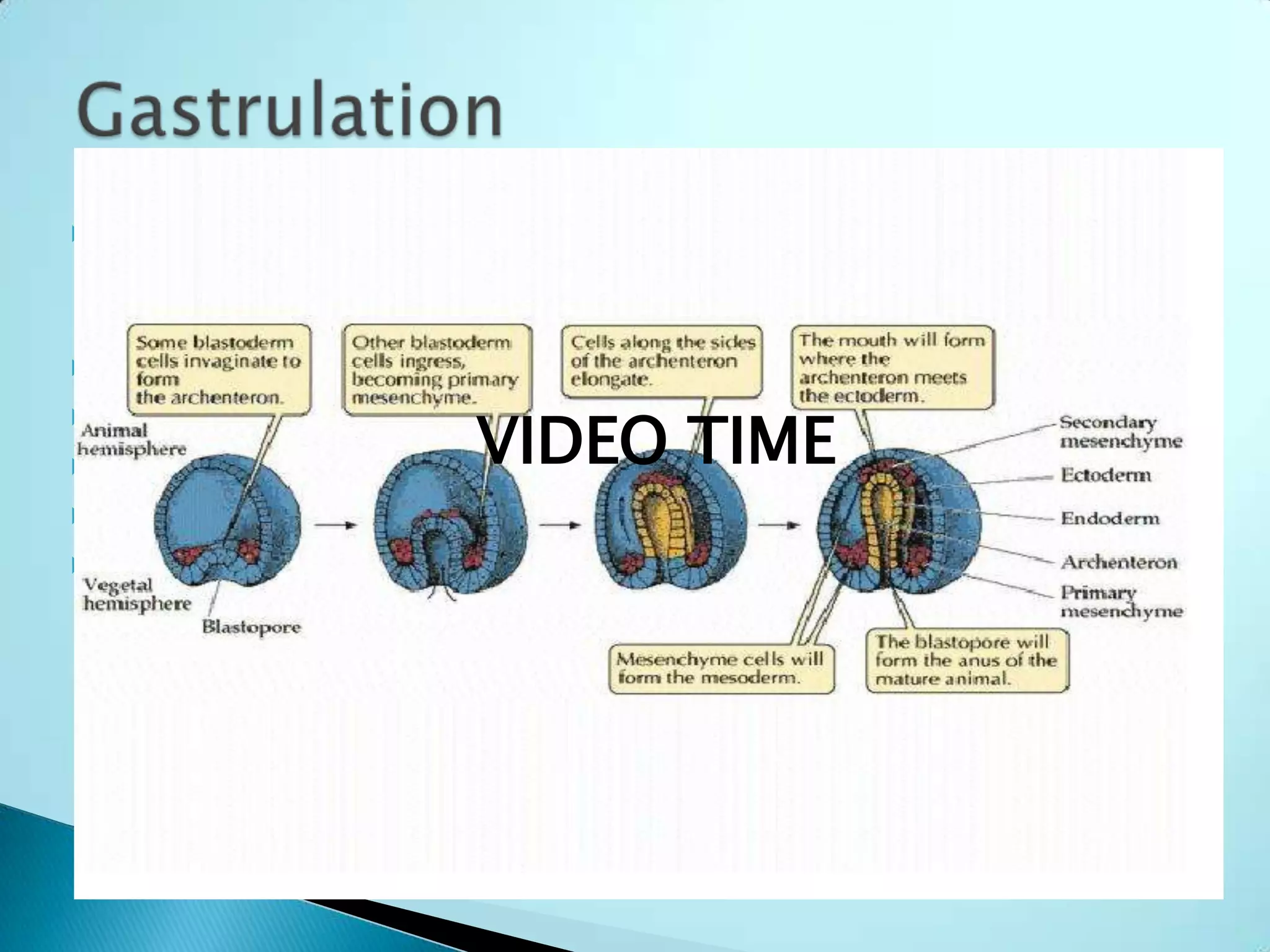 Gastrulation is the infolding of the blastula forming 3 cell “germ” layers and the cell’s primitive gut. Process of infolding is called invaginationAllows new interactions of cells3 Layers created are:Ectoderm (Outer layer)Endoderm (lines the embryonic digestive tract)Mesoderm (Which partly fills space between the ectoderm and endoderm)GastrulationVIDEO TIME