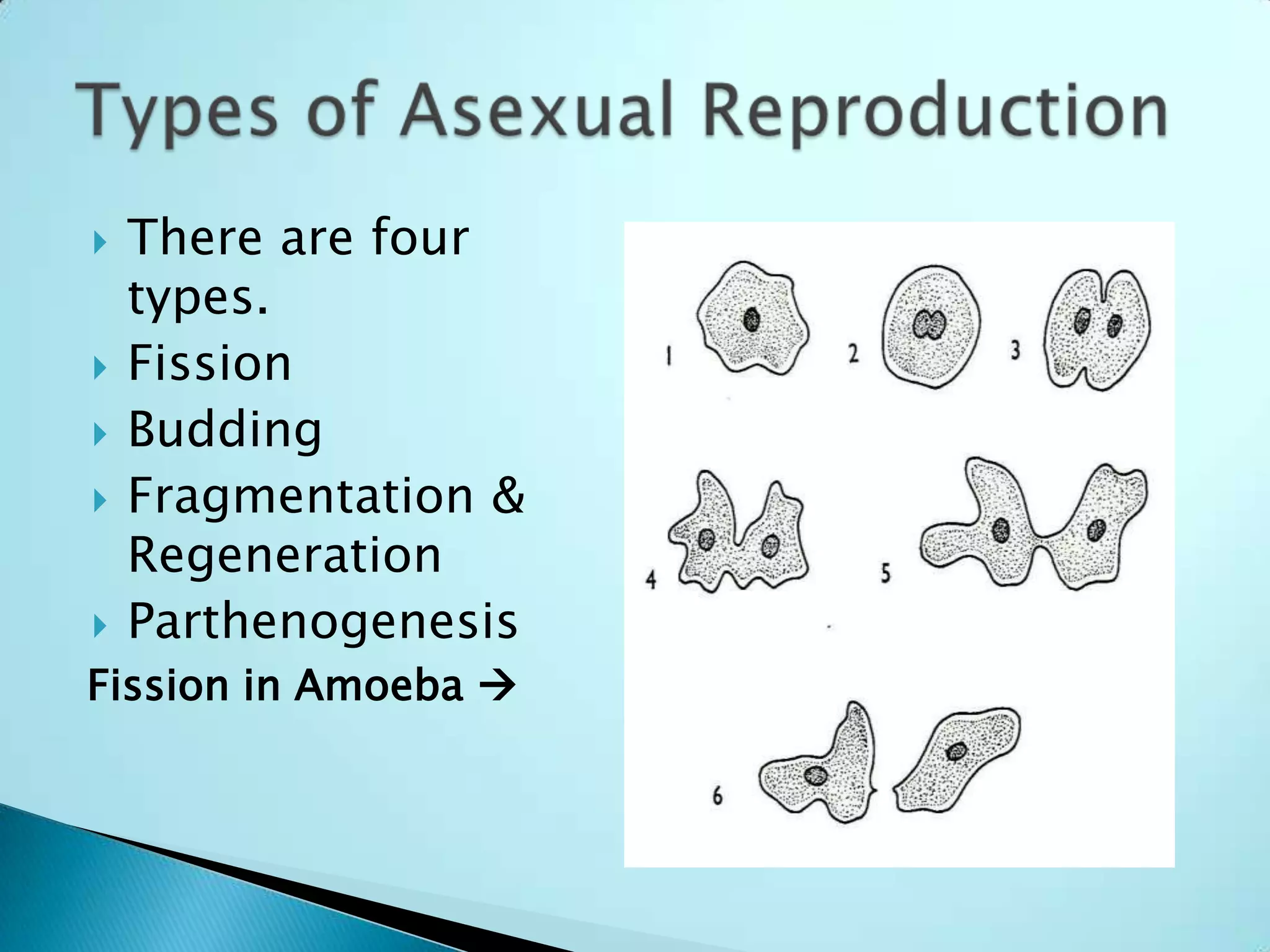 There are four types.FissionBuddingFragmentation & RegenerationParthenogenesisTypes of Asexual ReproductionFission in Amoeba 