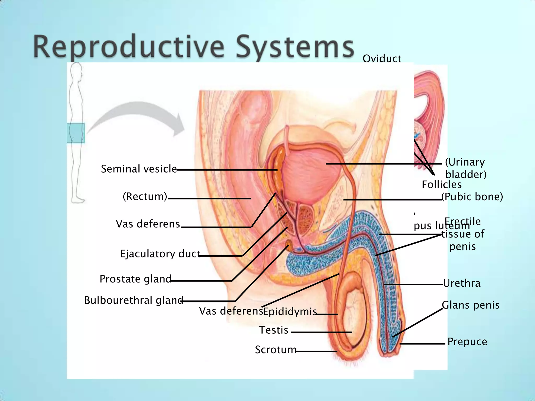 Reproductive SystemsOviductOvaries(Urinarybladder)Seminal vesicleFolliclesEndometrium(Rectum)(Pubic bone)Uterine wallUterusCervixErectiletissue ofpenisCorpus luteumVas deferensEjaculatory ductProstate glandUrethraBulbourethral glandGlans penisVas deferensEpididymisVaginaTestisPrepuceScrotum